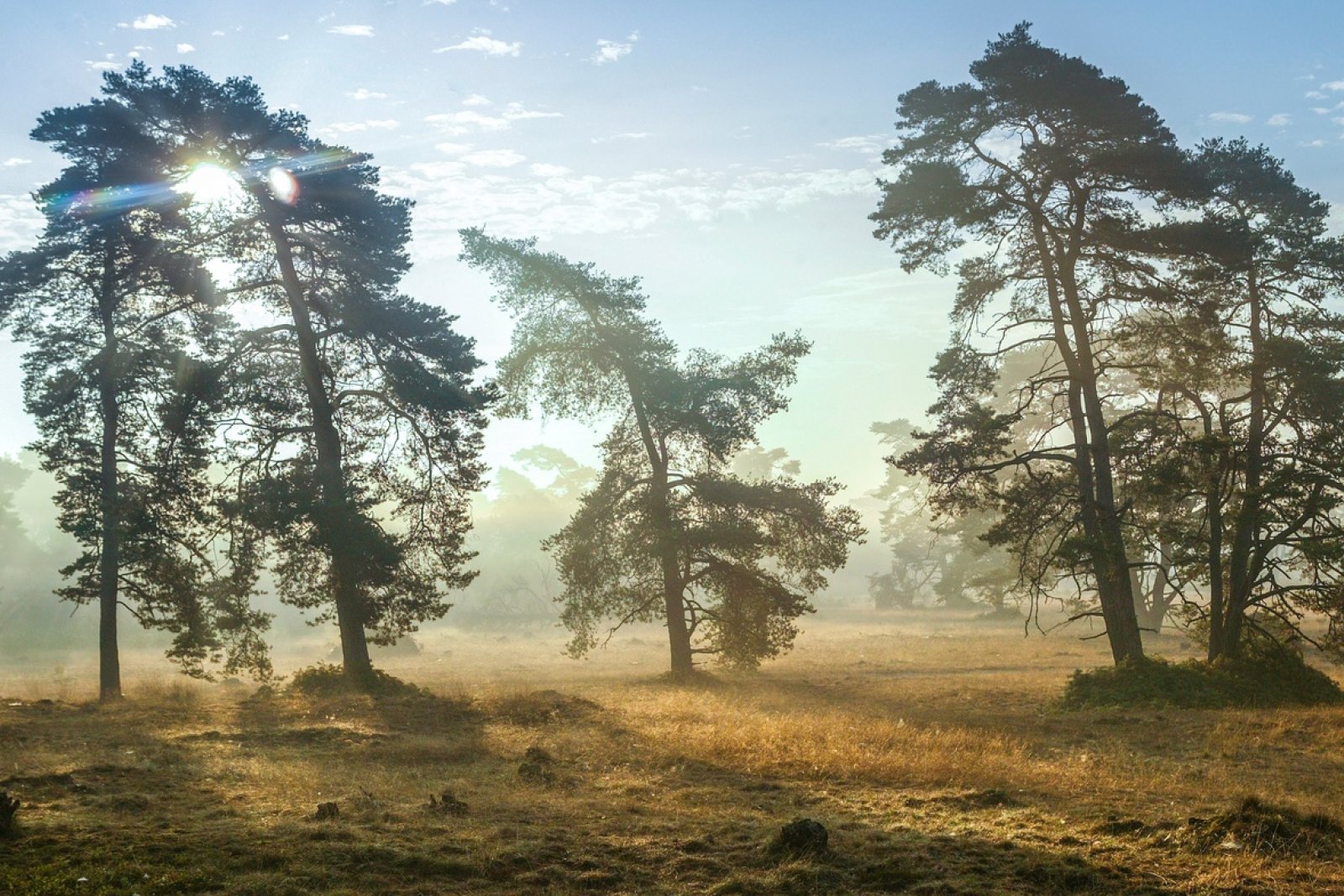 Der Nationalpark Hoge Veluwe - Holland.com